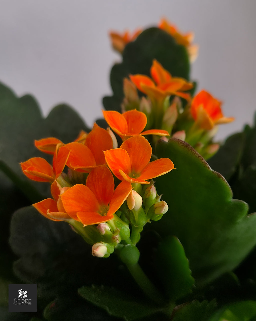 Kalanchoé - Sans Pot