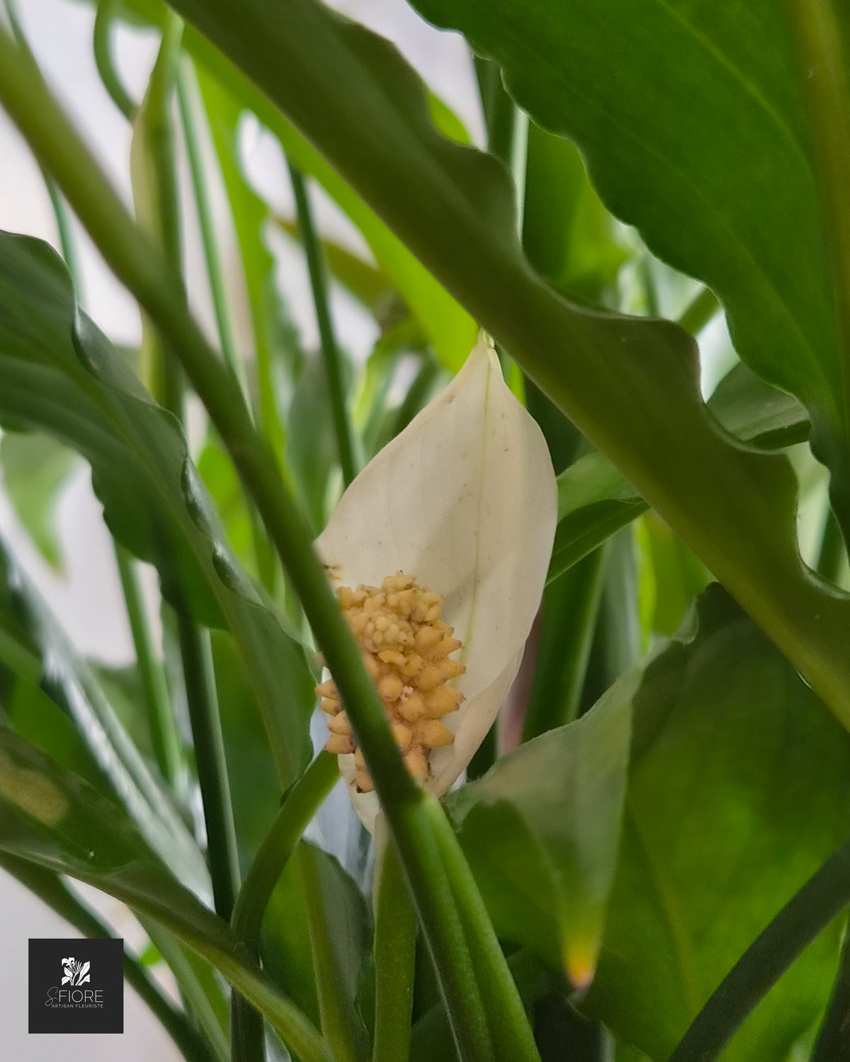 Spathiphyllum (Fleur de Lune) - Sans Pot