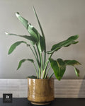 Strelitzia H 1,06m - Sans Pot