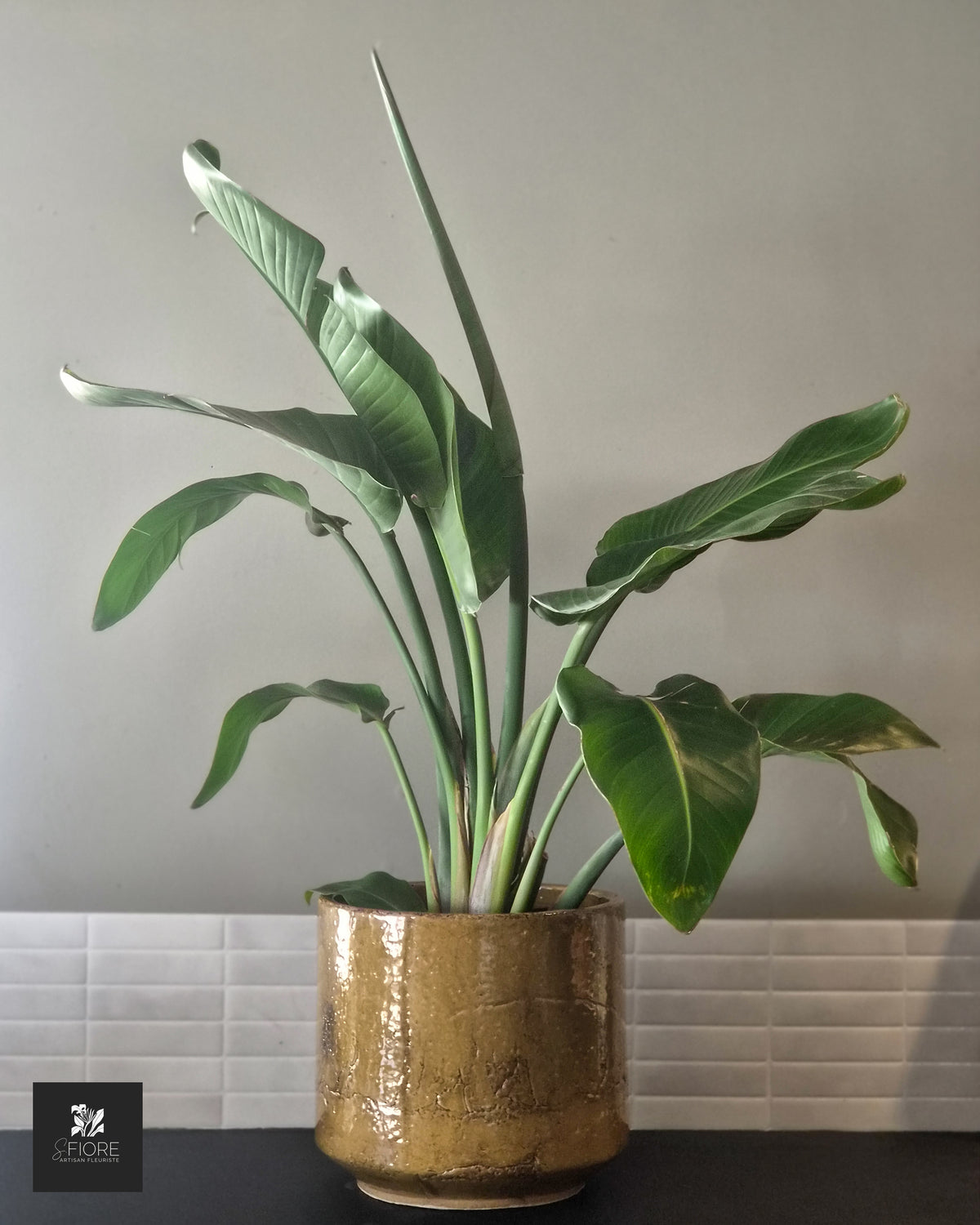 Strelitzia H 1,06m - Sans Pot