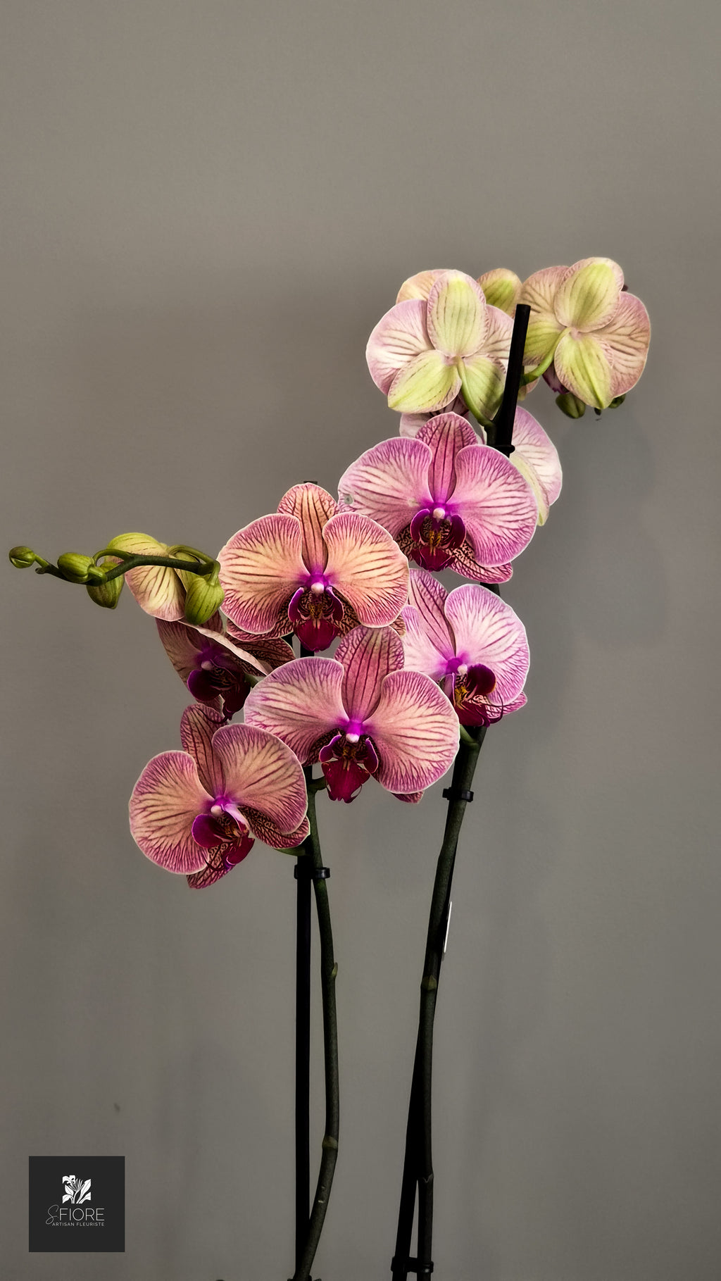 Orchidée 2 branche - Sans Pot