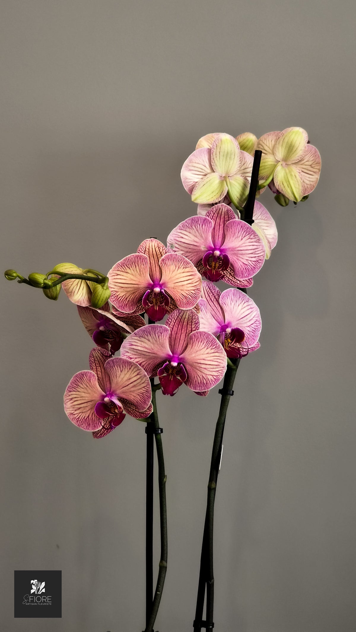 Orchidée 2 branche - Sans Pot