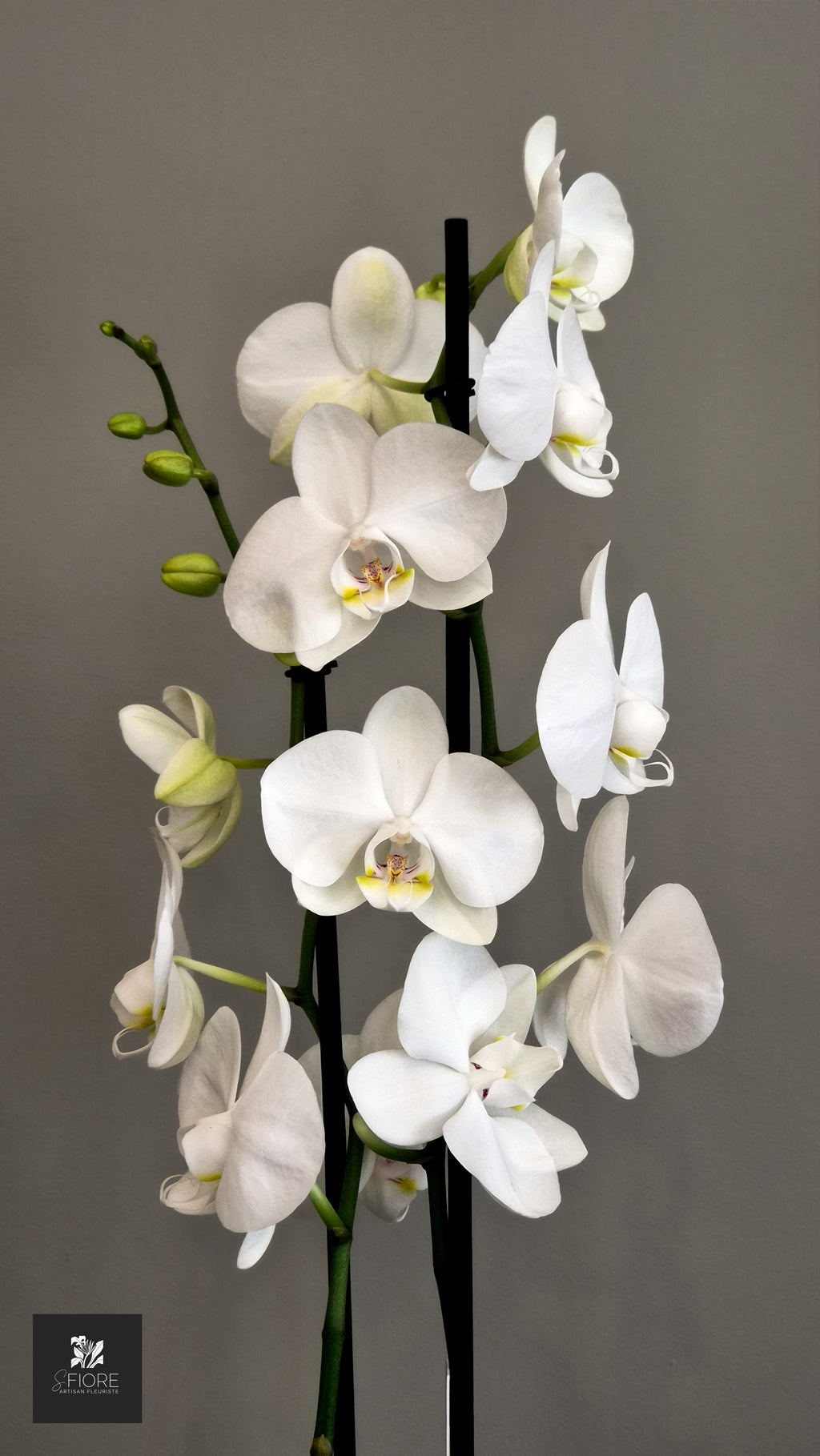 Orchidée 2 branche - Sans Pot