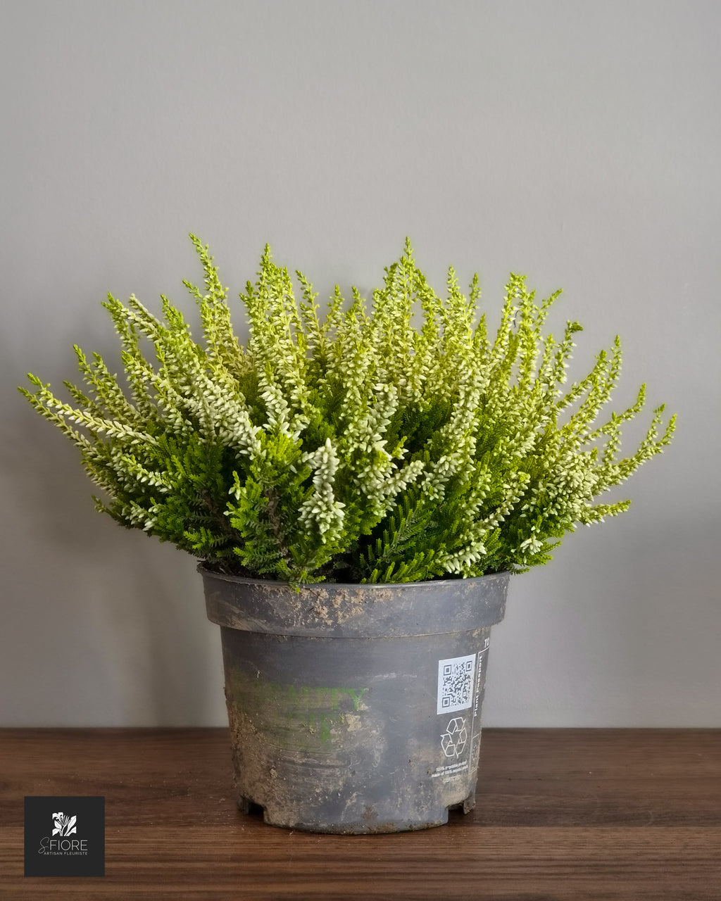 Bruyère Blanc - Sans Pot