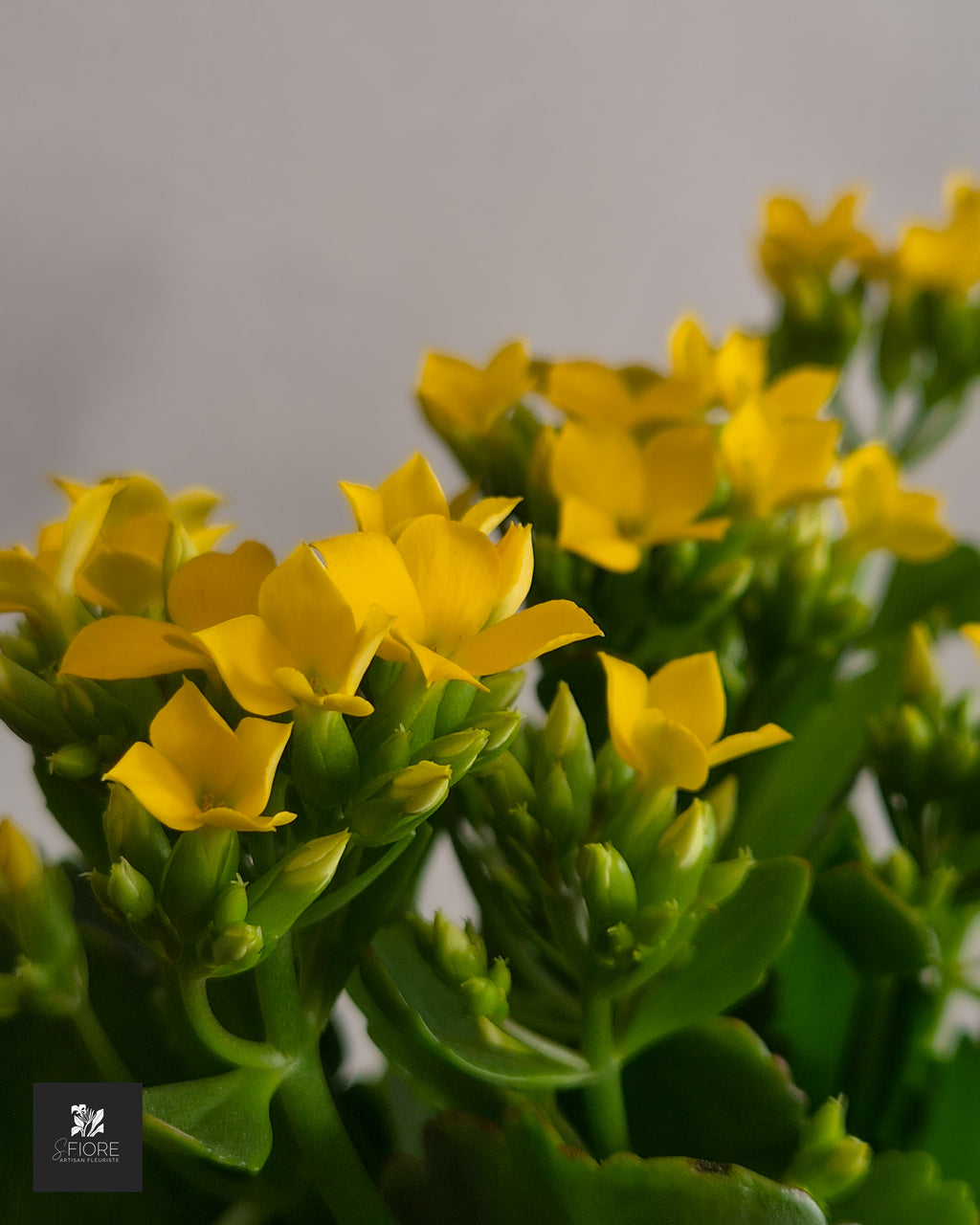 Kalanchoé - Sans Pot