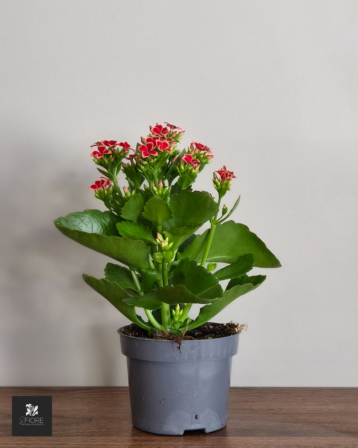 Kalanchoé - Sans Pot
