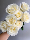 Rose Blanche Avalanche