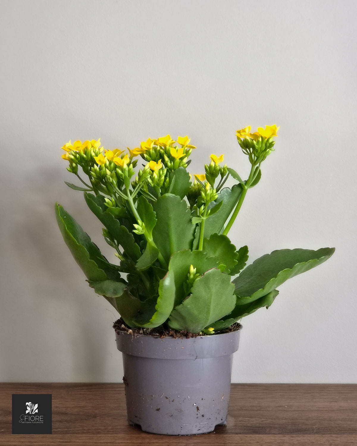 Kalanchoé - Sans Pot