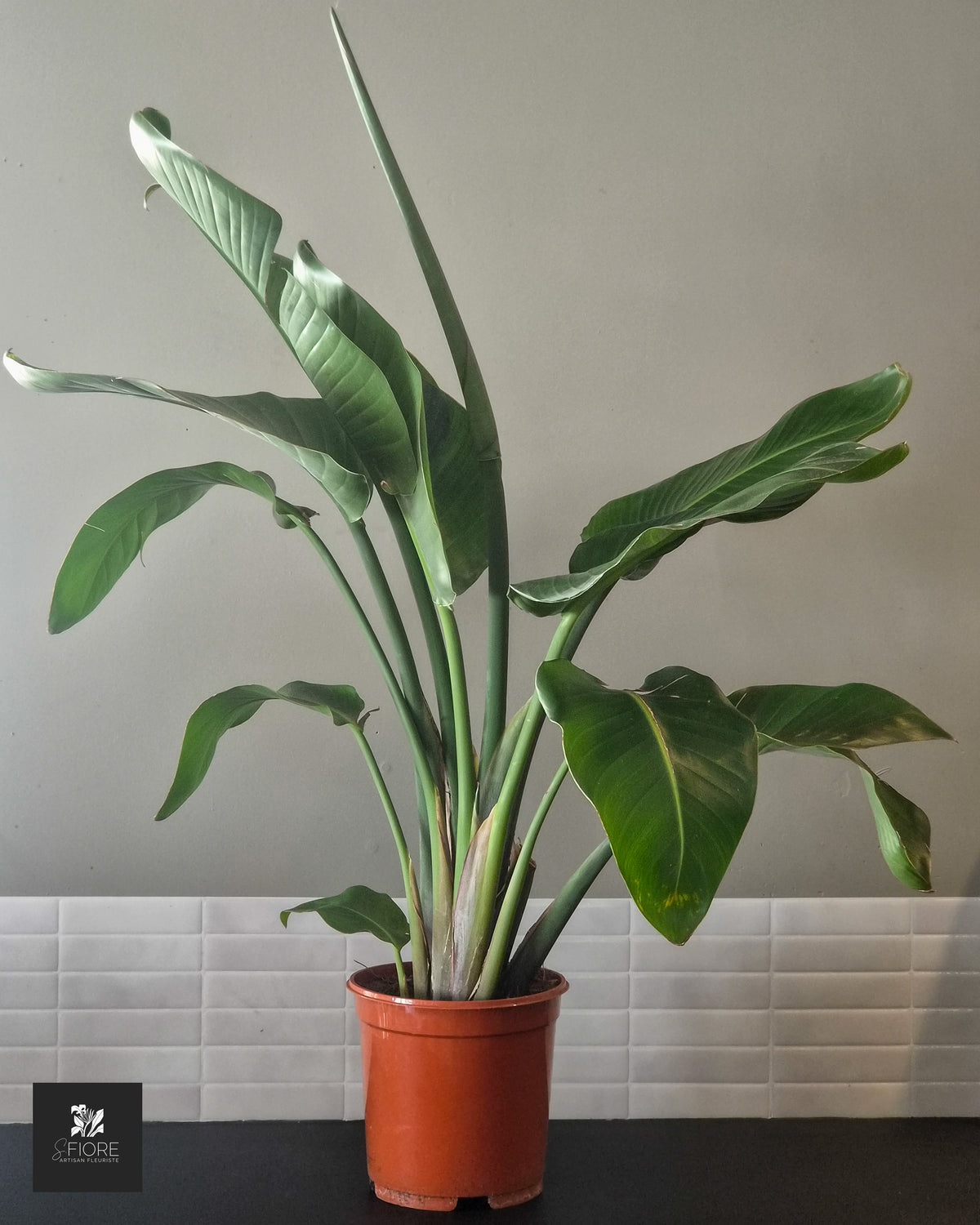 Strelitzia H 1,06m - Sans Pot