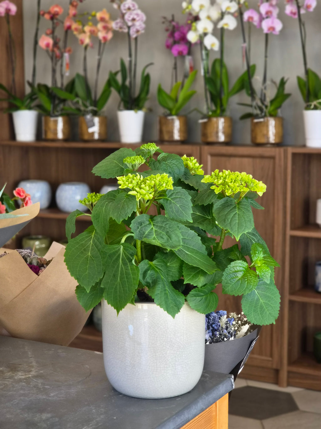 Hortensia - Sans Pot