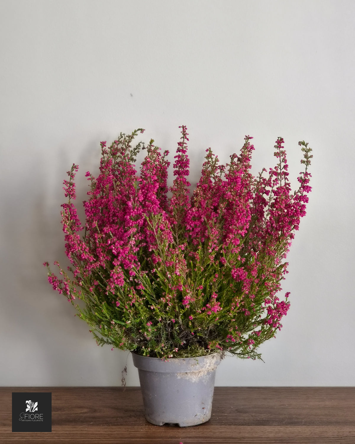 Erica (Bruyère)