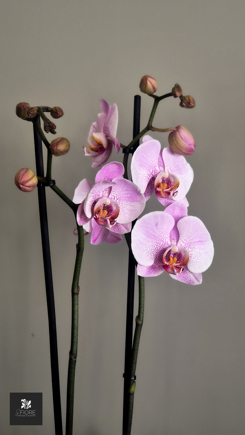 Orchidée 2 branche - Sans Pot