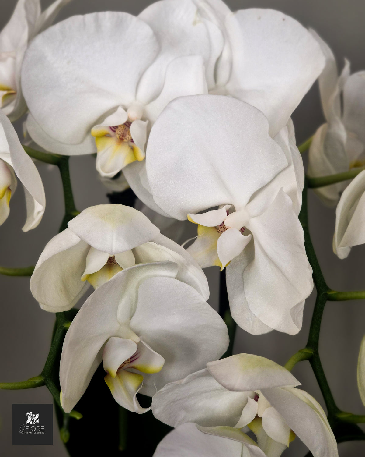 Orchidée Blanche - Avec Pot