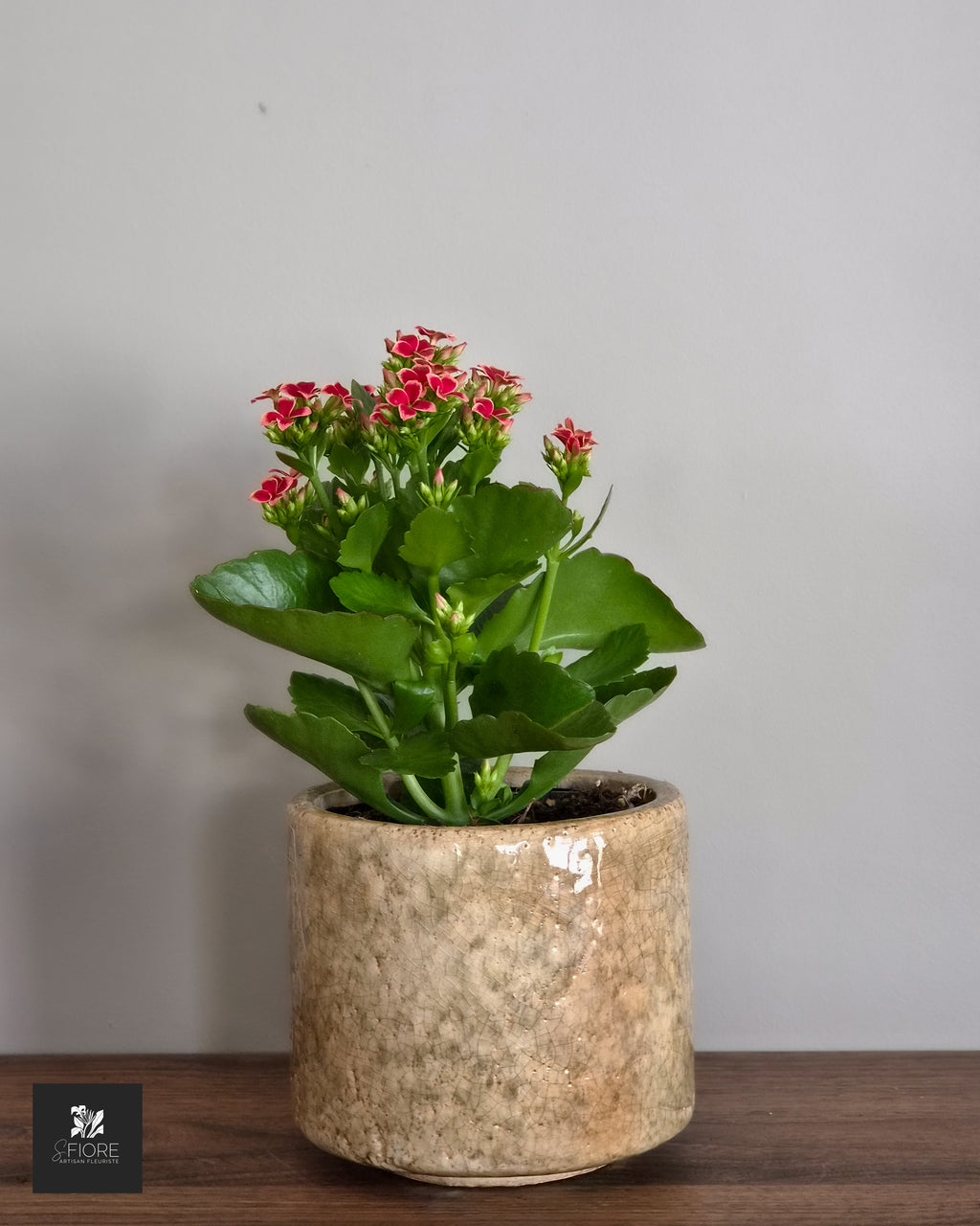 Kalanchoé - Sans Pot