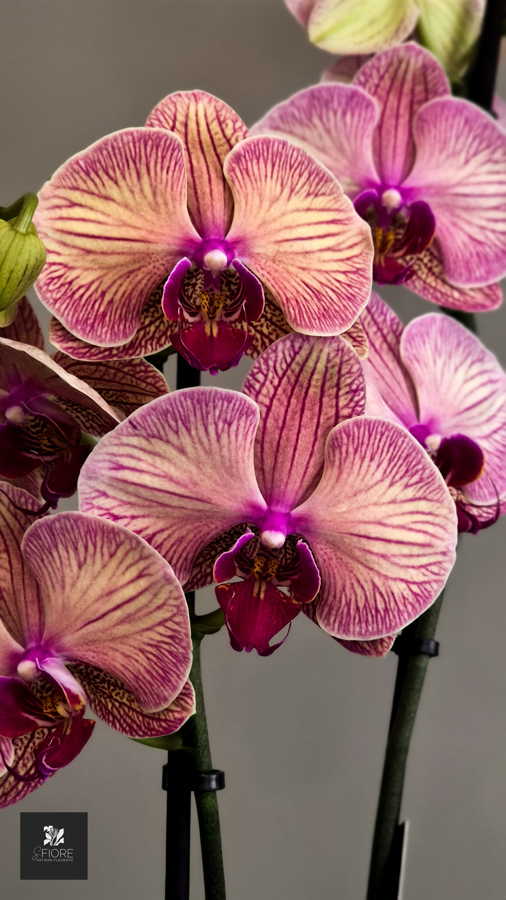 Orchidée 2 branche - Sans Pot