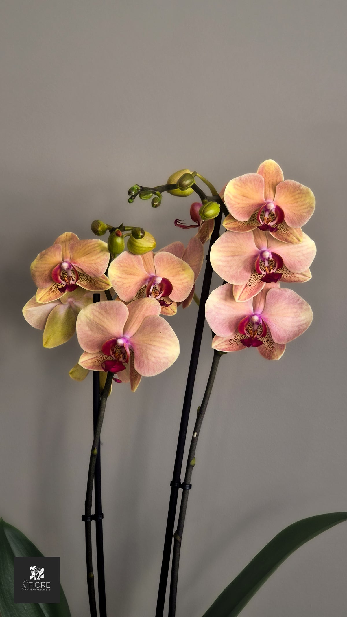 Orchidée 2 branche - Sans Pot