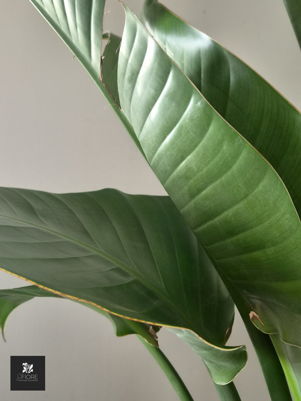 Strelitzia H 1,06m - Sans Pot