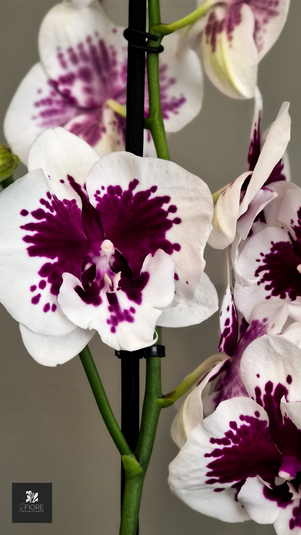 Orchidée 2 branche - Sans Pot