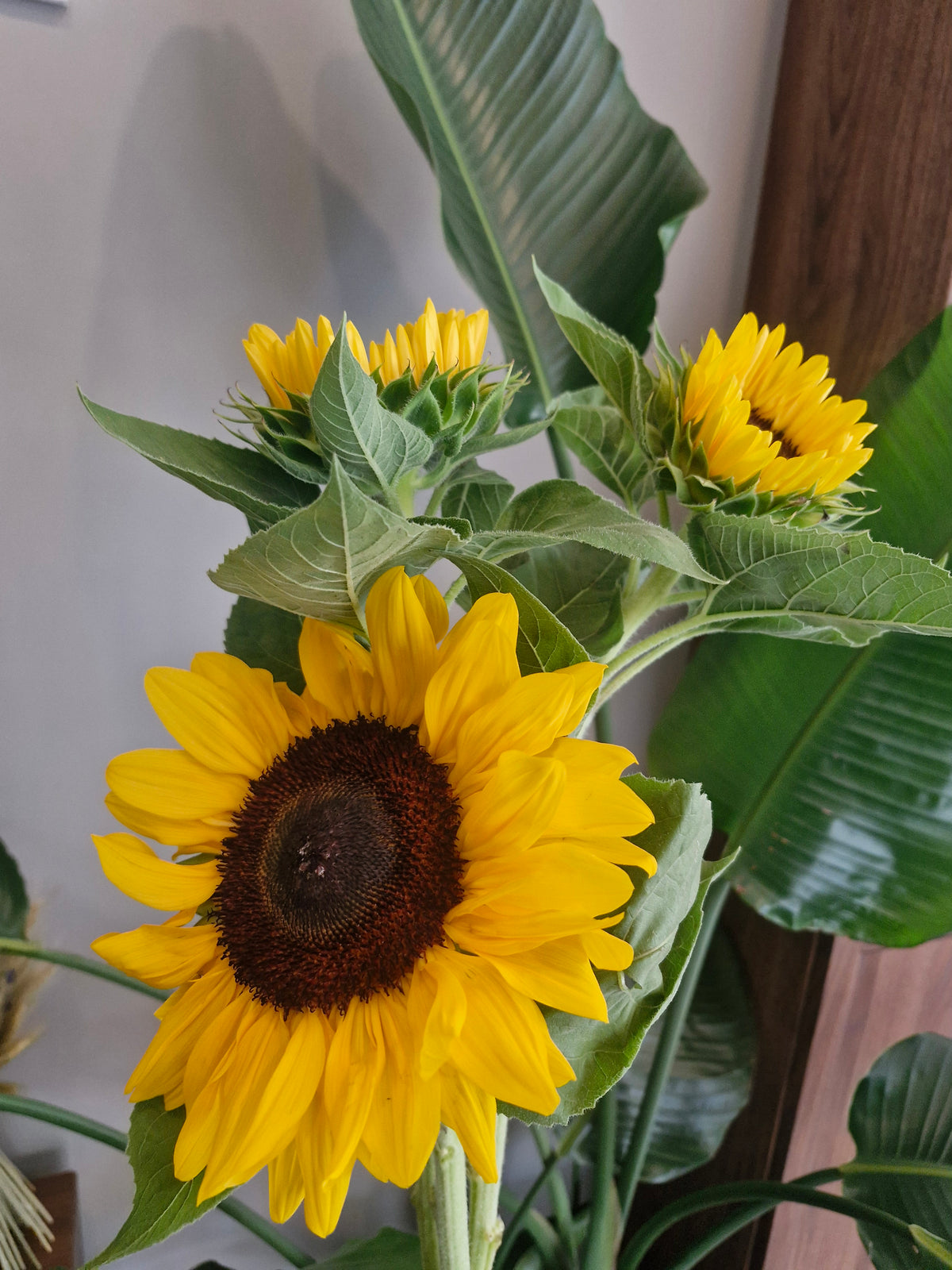 Tournesol