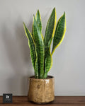 Sansevieria - sans pot