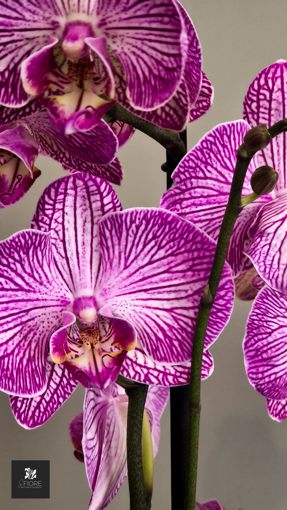 Orchidée 2 branche - Sans Pot