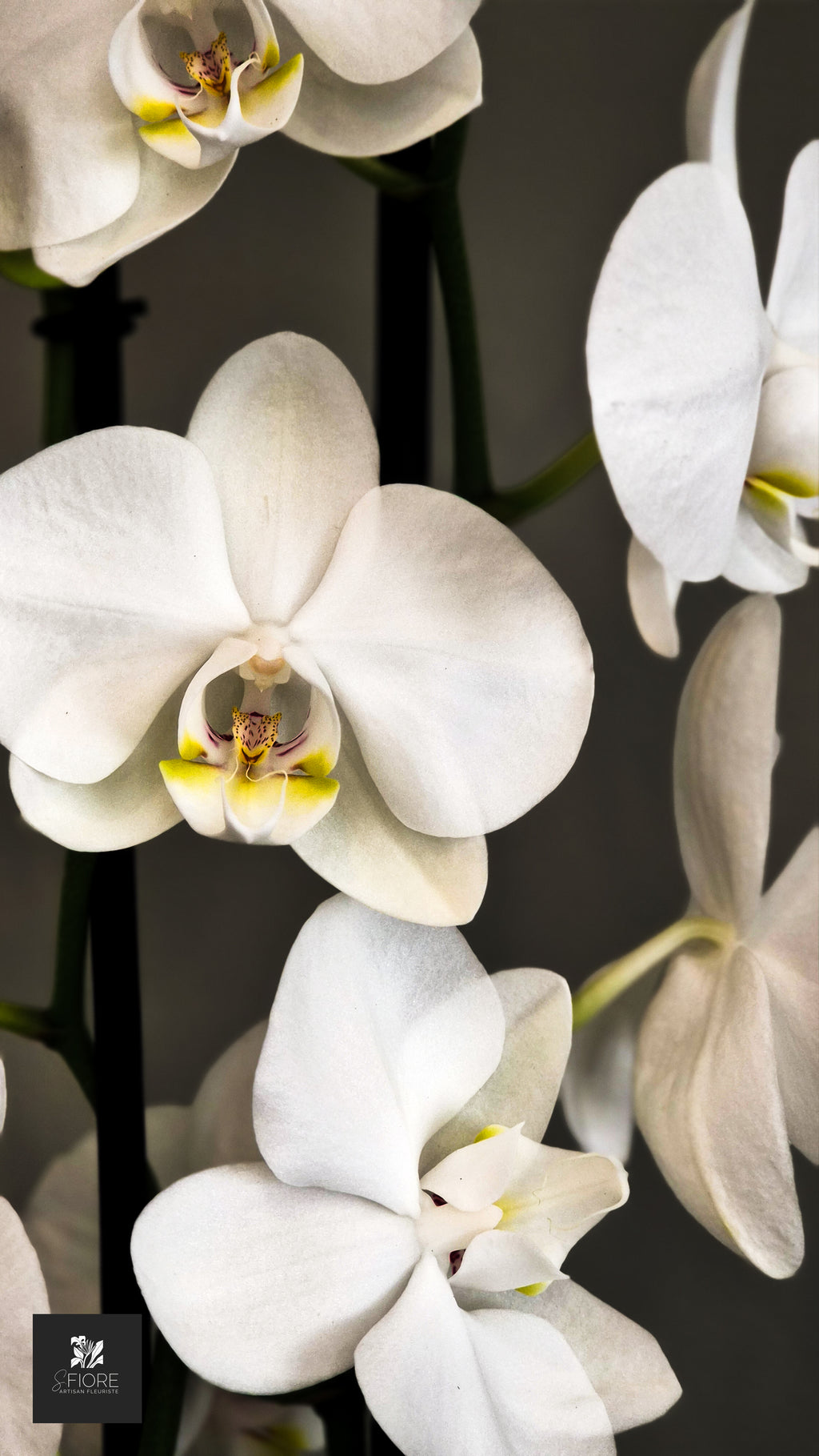 Orchidée 2 branche - Sans Pot