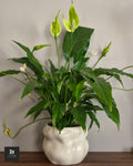 Spathiphyllum (Fleur de Lune) - Sans Pot